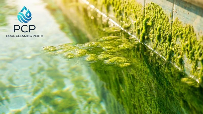 Close up of green algae forming on pool walls and water surface in a neglected residential pool